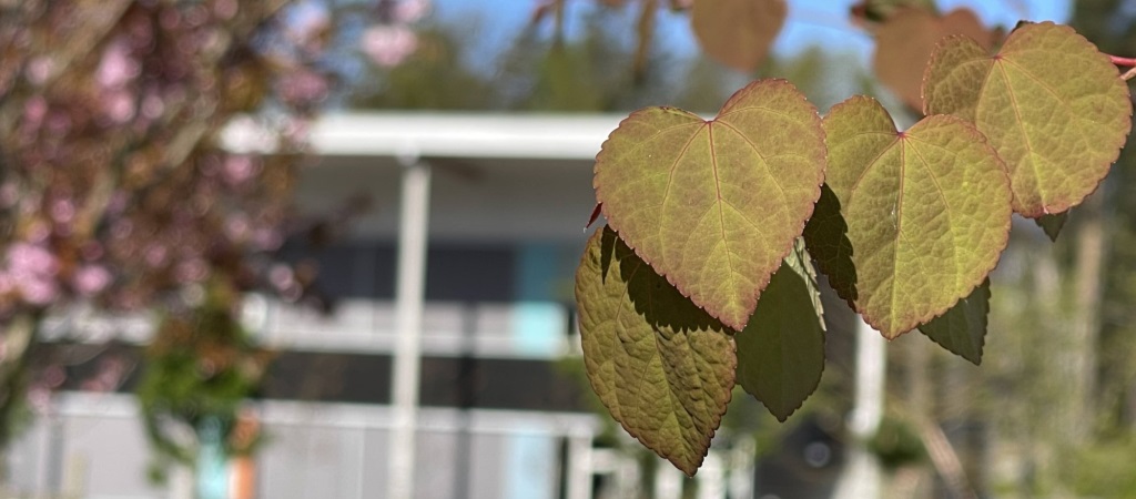 Kringsjå skole i bakgrunnen